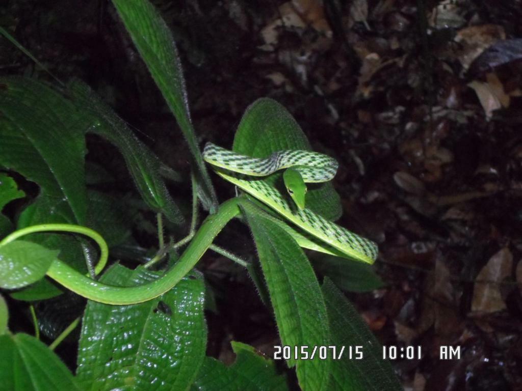 Rainforest Holiday Inn Deniyaya Bagian luar foto