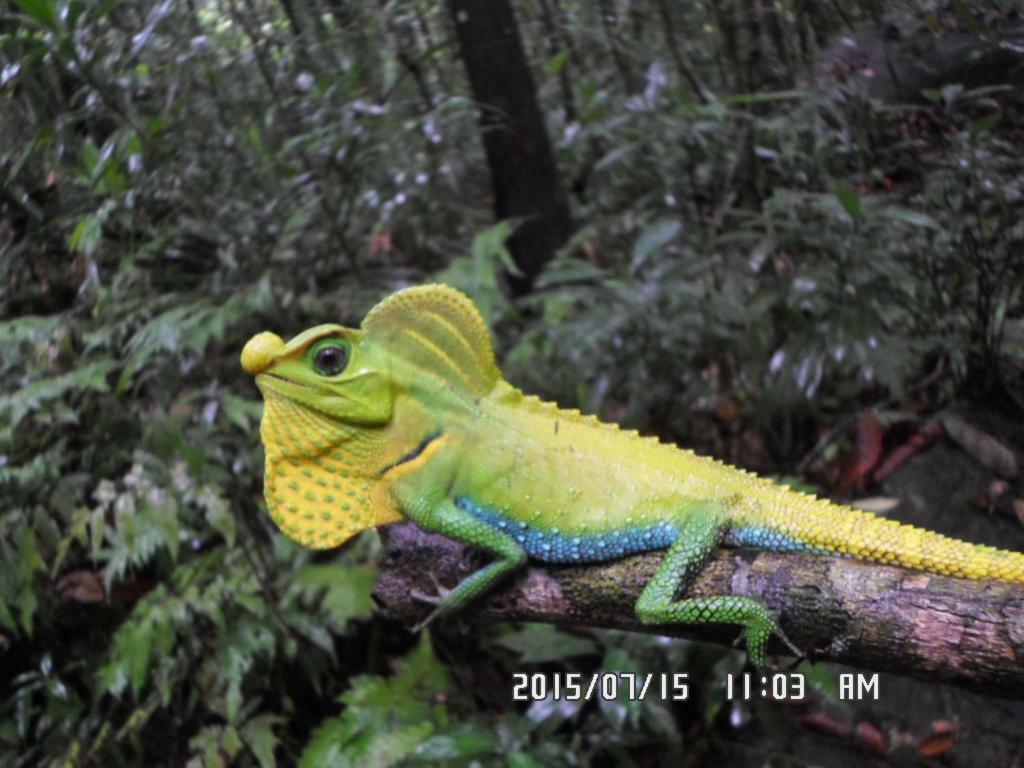 Rainforest Holiday Inn Deniyaya Bagian luar foto